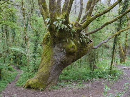 Remarkable Tree of Puits d Enfer